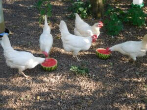 The Chickens with their favourite treat